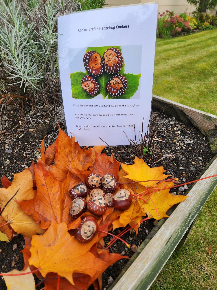 Hedgehog Conkers